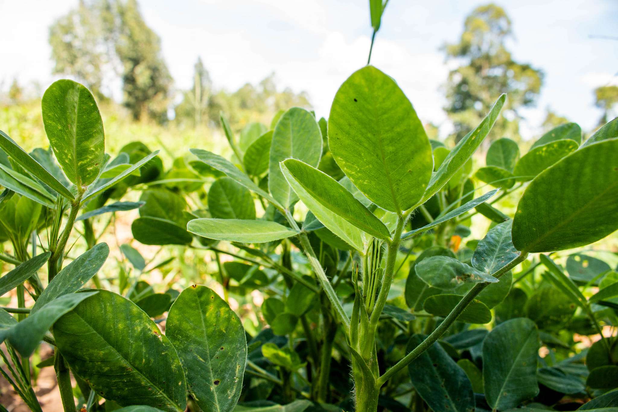 MAMLO FOODS Field Visits