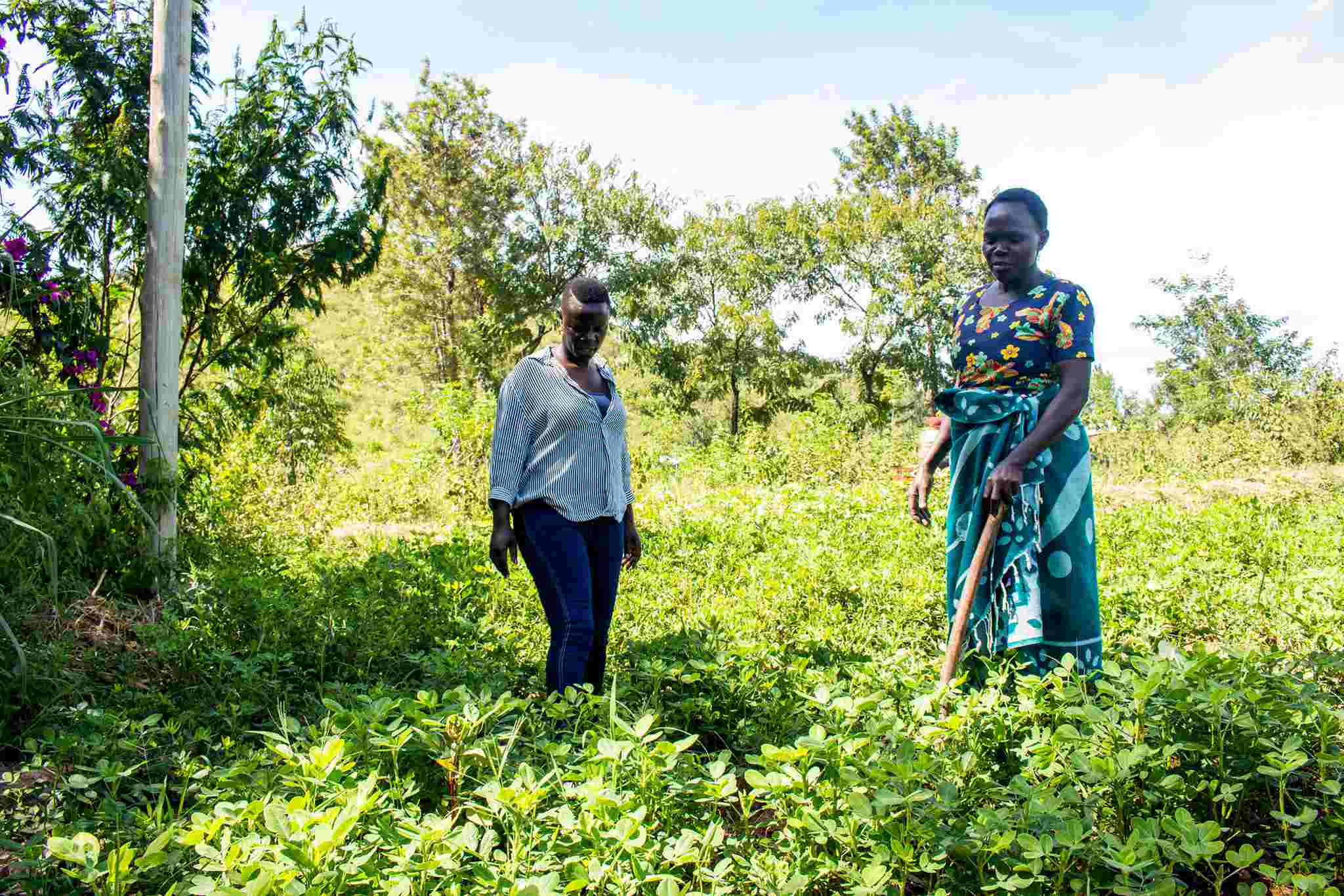 MAMLO FOODS Field Visits